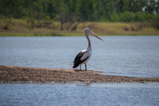 pelican sur le barrage au camp de shady. - wetland pelican australia kakadu photos et images de collection