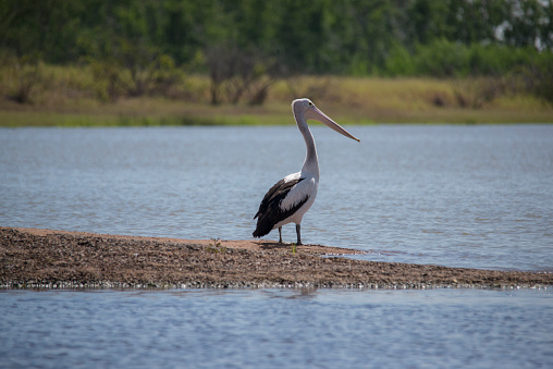Pelican on the barrage at Shady Camp, Darwin, Northern Territory, Australia.