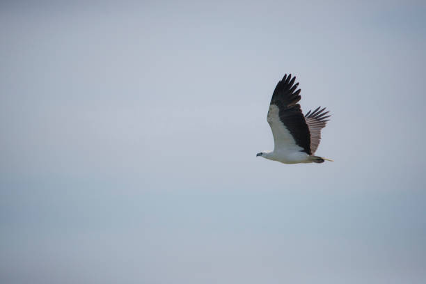 white-bellied sea eagle in flight over shady camp. - kakadu australia kakadu national park northern territory imagens e fotografias de stock