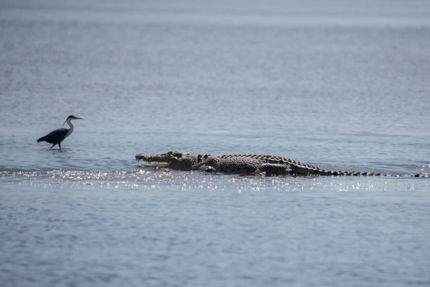 saltwater crocodile on the barrage at shady camp. - kakadu australia kakadu national park northern territory imagens e fotografias de stock