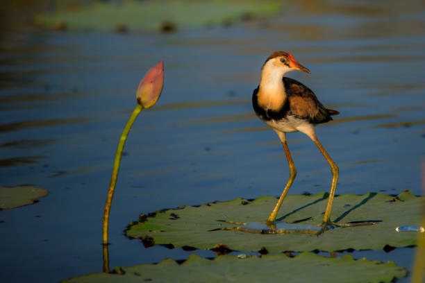 jacana en el sol de la tarde caminando sobre una hoja de loto en corroboree billabong. - kakadu fotografías e imágenes de stock