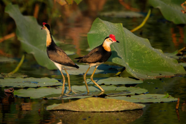 jacana en el sol de la tarde caminando sobre una hoja de loto en corroboree billabong. - kakadu fotografías e imágenes de stock