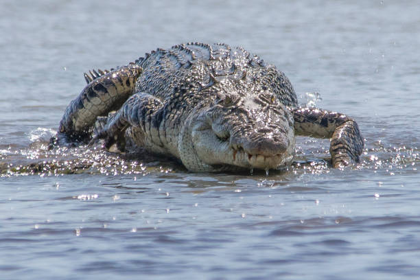crocodile d'eau salée sur le barrage au camp de shady. - kakadu photos et images de collection