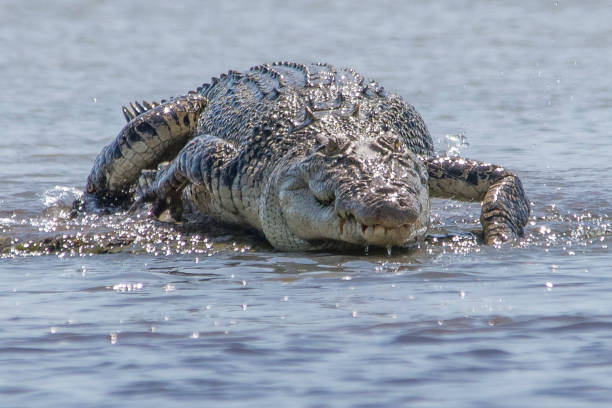 saltwater crocodile on the barrage at shady camp. - australian saltwater crocodile kakadu national park northern territory crocodile imagens e fotografias de stock