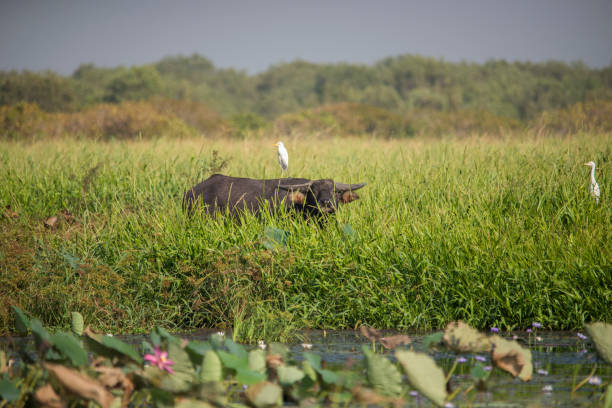 bufalo d'acqua su una pianura alluvionale, mary river. - buffalo bayou foto e immagini stock