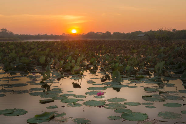 amanecer sobre shady camp billabong, mary river. - kakadu fotografías e imágenes de stock