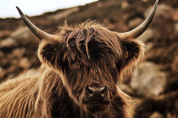 istock Scotland Landscapes 1202078189