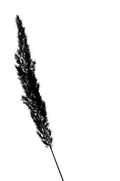 Dry fluffy reed spikelet on white background. Black and white. Copy space