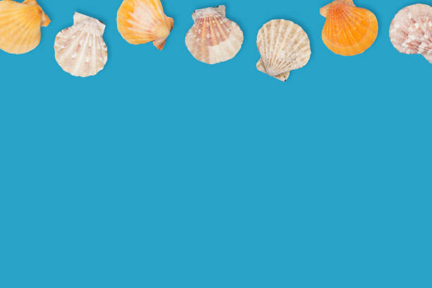 Flat lay panoramic view of seashells isolated on white background