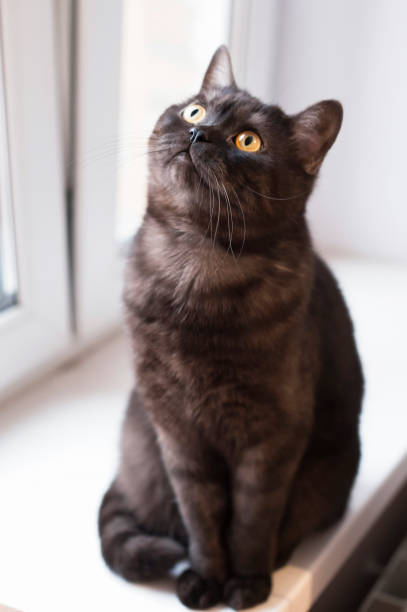 istock cat sits on a windowsill and looks up 1202078468
