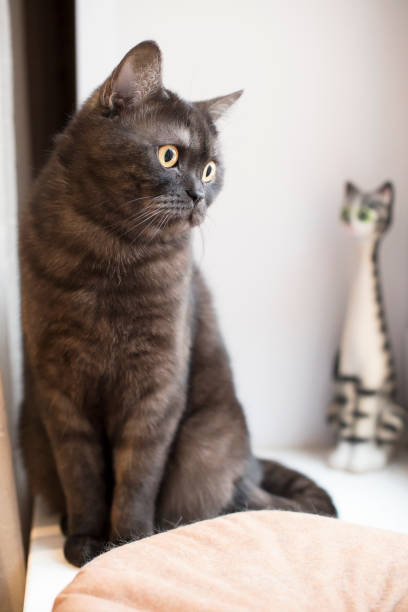 istock striped cat sits on a pillow on a windowsill 1202078509
