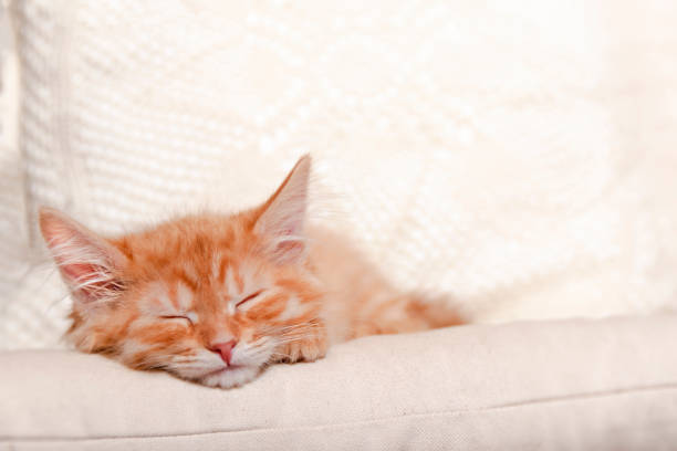 istock Red striped kitten sleeping on soft pillow with his head on his paws. 1202078885