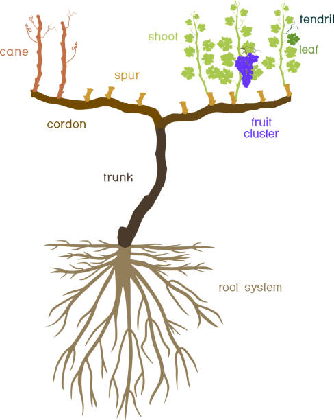 Grape pruning scheme: spur pruned. General view of grape vine plant with root system isolated on white background in dormant and growing season Grape pruning scheme: spur pruned. General view of grape vine plant with root system isolated on white background in dormant and growing season grape pruning stock illustrations