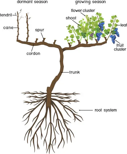 Vector illustration of Grape pruning scheme: spur pruned. General view of grape vine plant with root system isolated on white background in dormant and growing season