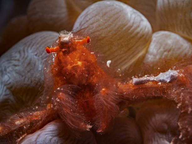 Orangutan Crab, Orang-Utan Krabbe (Achaeus japonicus)