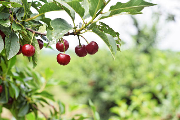 istock Sour cherry farm in Serbia 1202082948