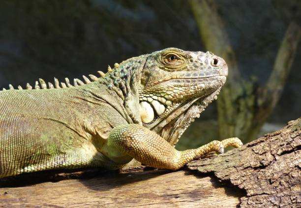 istock Iguana in profile on a branch 1202084168