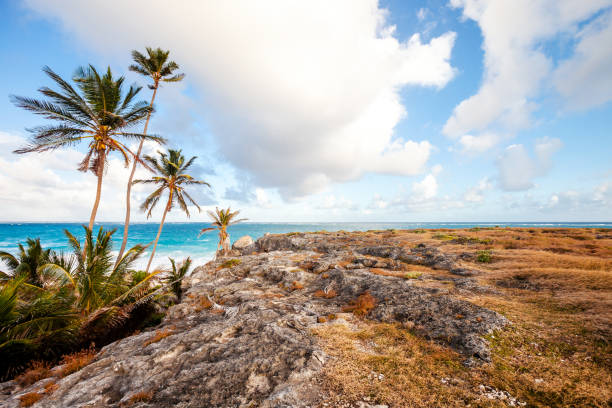 Caribbean coast in sunset light.\nHarrismith, Barbados