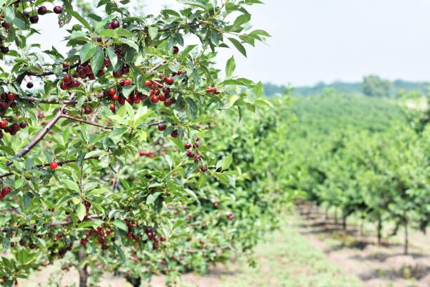 istock Sour cherry farm in Serbia 1202086492