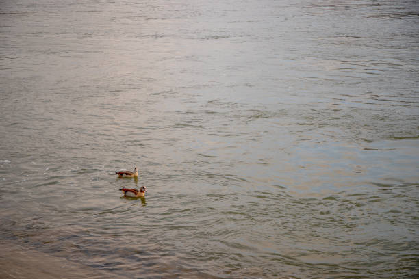 水上の水鳥 - waterbirds ストックフォトと画像