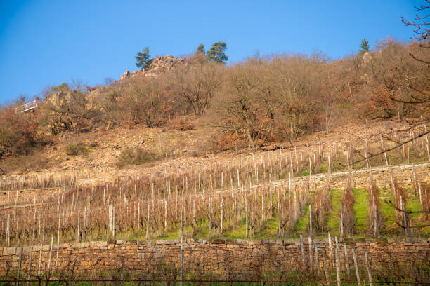 Vineyard in winter