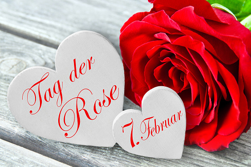 German Rose Day And February 7 Stock Photo - Download Image Now - Beauty,  Bouquet, Bunch - iStock