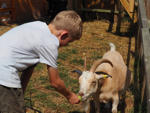 boy feeding goat - animals feeding animal child kid goat imagens e fotografias de stock