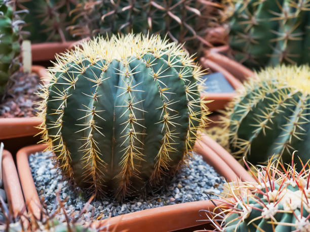 istock Cactus and succulent in flower pots. Indoor plants in plastic pots. 1202089711