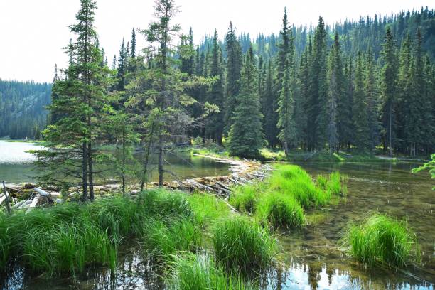 istock Horseshoe Lake Beaver Dam 1202090364