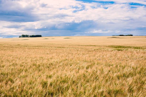 istock View of a barley field under storm cloudy sky 1202091204
