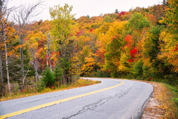 istock Empty winding road through a colourful autumn forest 1202091238