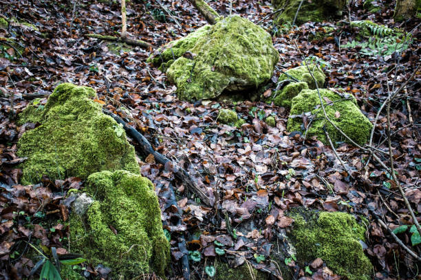 Rocks covered with moss on the forest floor