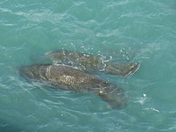 istock Manatees (Trichechus) - swimming in a Florida lagoon 1202093348