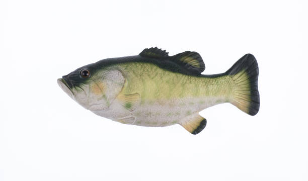 istock toy fish isolated on white background 1202095453