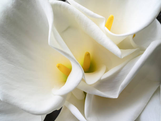 ramo de lirios calla blancos con polen amarillo, floreciendo a principios de primavera. ramo de flores de primavera como regalo a tu ser querido - alcatraz flor fotografías e imágenes de stock