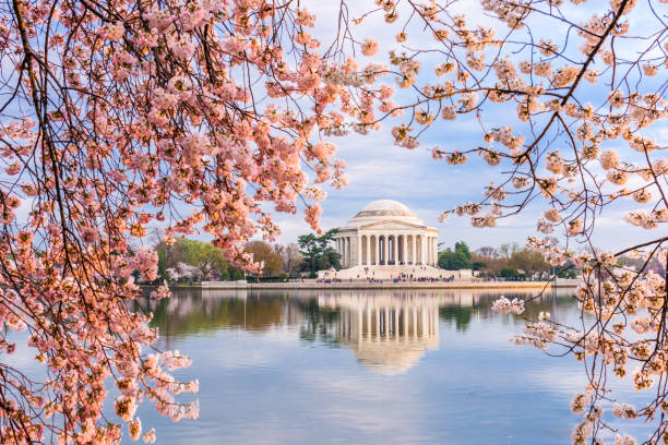 istock Washington, DC at the Tidal Basin and Jefferson Memorial 1202097145