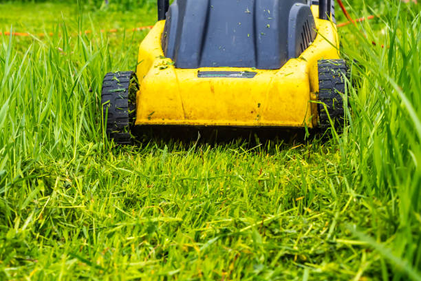 istock Mowing lawn green grass with an electric lawnmower 1202097373
