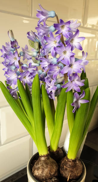 istock Blue lila hyacinth flower growing from bulbs 1202101029