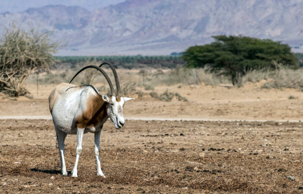 istock Herbivorous antelope Sahara scimitaqr oryx (Oryx leucoryx) 1202101103