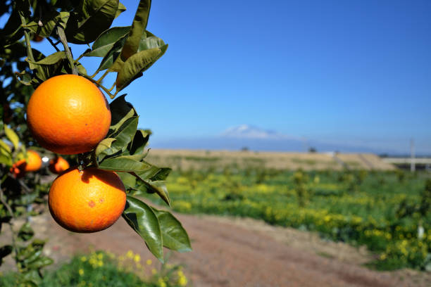 Sicilian Oranges stock photo