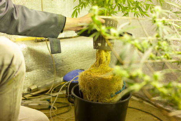 growing cannabis on the water. roots marijuana.  hydroponic cannabis  cultivation stock photo