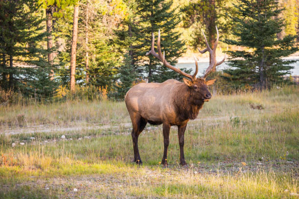 Indian summer in Canada. Wonderful fall day. Large caribou reindeer grazes in the forest the dirt road. Ecological, active and photo tourism concept