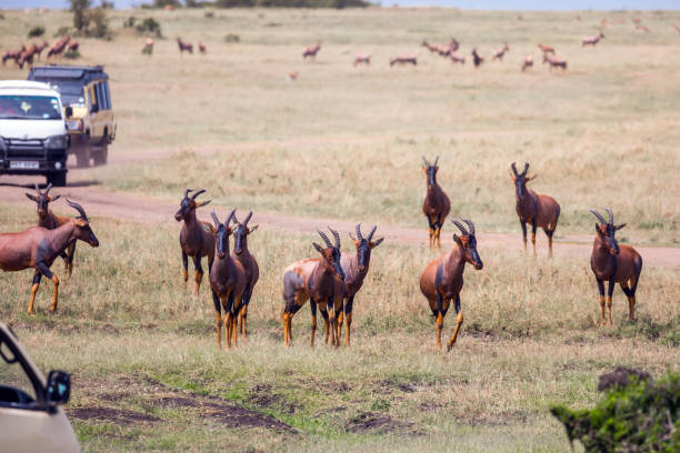 large flock of tsessebe antelopes - masai mara national reserve masai mara topi antelope imagens e fotografias de stock