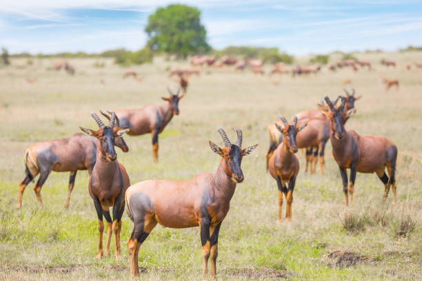 the antelopes graze together - masai mara national reserve masai mara topi antelope imagens e fotografias de stock