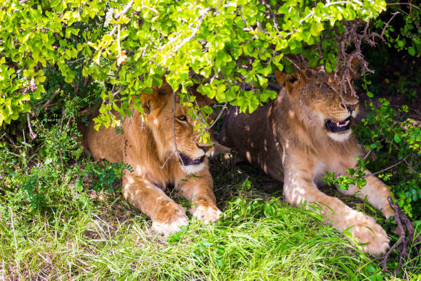 istock Two lionesses rest in the shade of bush 1202102910