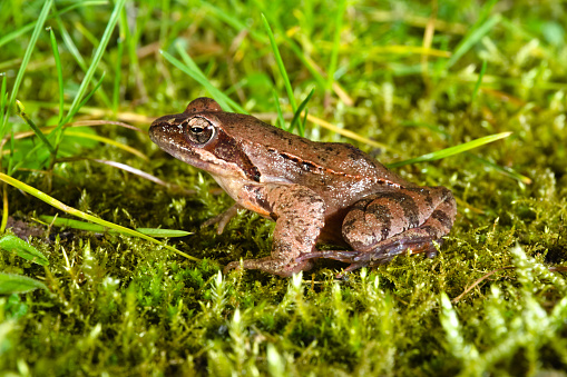 Male specimen of the Italian agile frog (Rana latastei) during the breeding season at the end of the winter