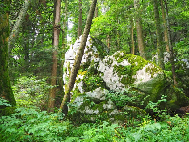 scenario del parco nazionale di risnjak - beech tree wilderness area forest log foto e immagini stock