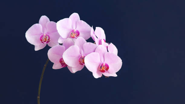 istock Beautiful Phalaenopsis orchid flowers on dark blue background 1202104043
