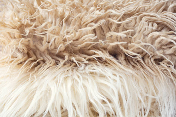 istock White soft wool texture background, cotton wool, light natural sheep wool, close-up texture of white fluffy fur, wool with beige tone, fur with a delicate tint 1202104093