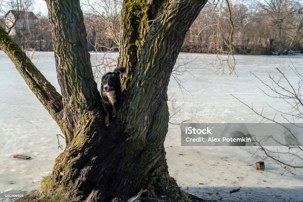 Zennenhund, Belgian Mountain Dog, playing outdoor - climbing a tree in the sunny day in early spring. Belgian Mountain Dog, Zennenhung, playing outdoor in early spring. Animal Stock Photo